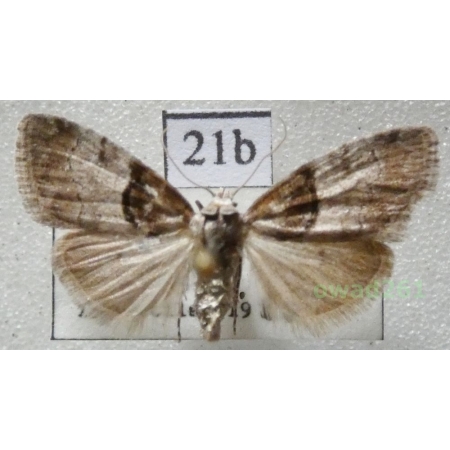 Nola cucullatella (Linnaeus, 1758) Czech21b